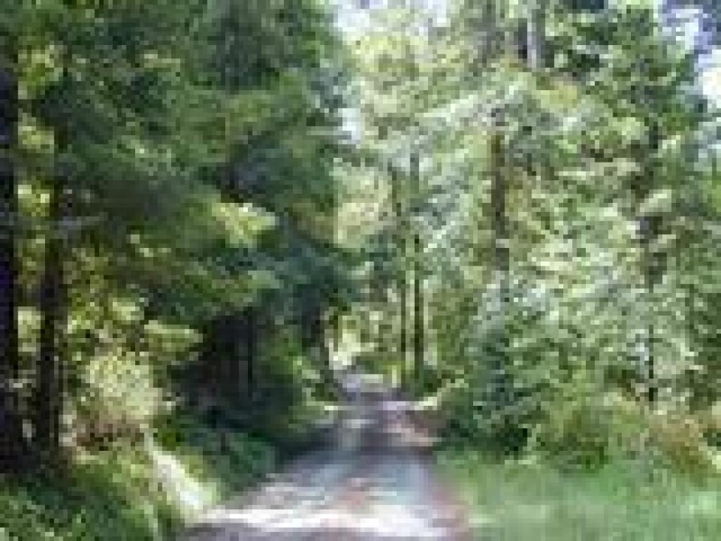 Bridge Trail