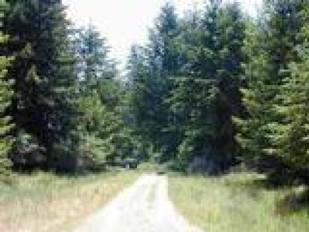 Old Haul Road