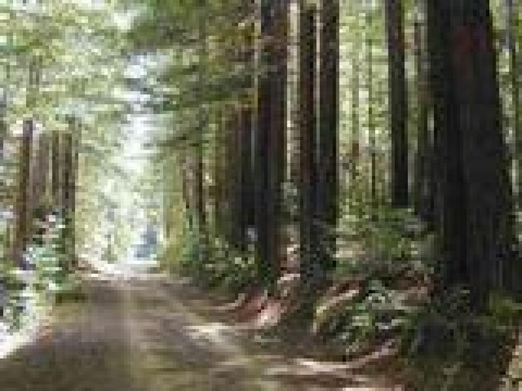 Redwoods along the trail