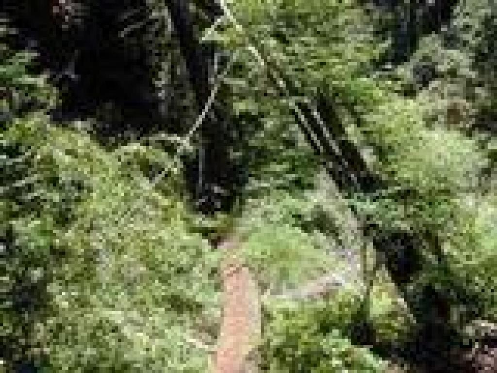 Redwood is a make-shift bridge