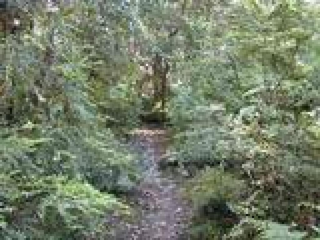 Huckleberry shrubs crowd the trail