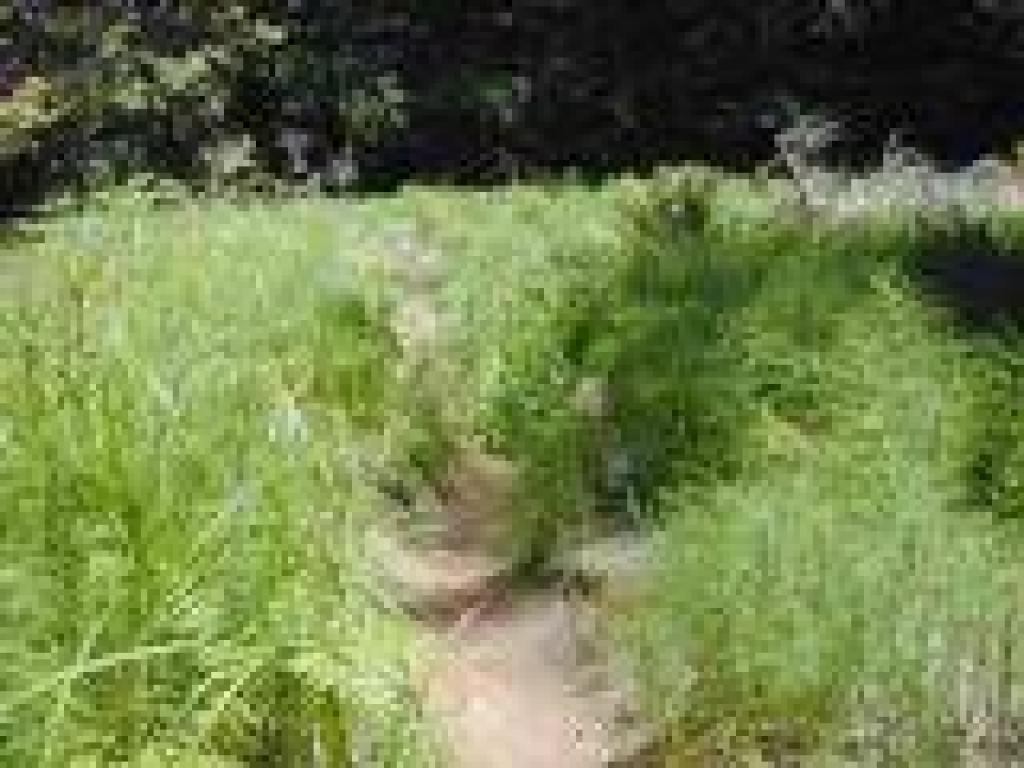 Through a grassy meadow