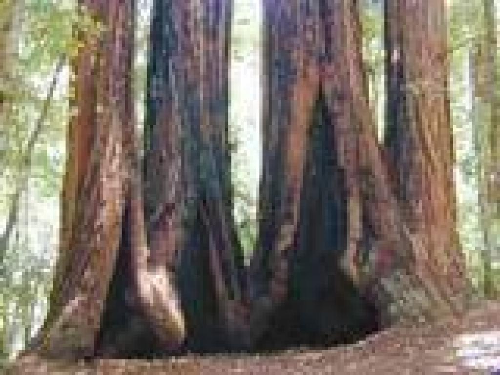 Redwoods