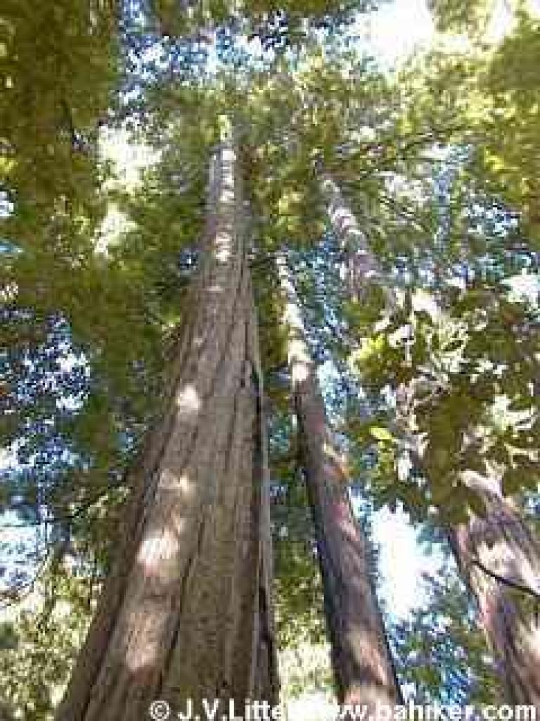 Redwood photo