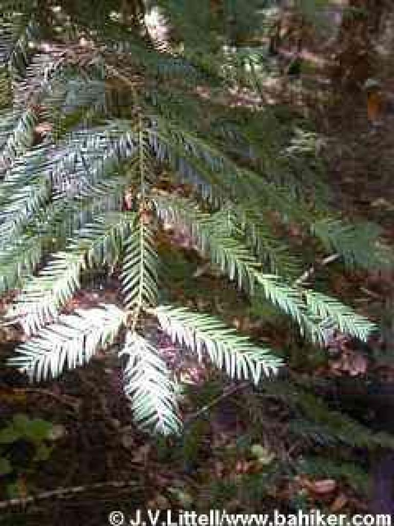 Redwood photo