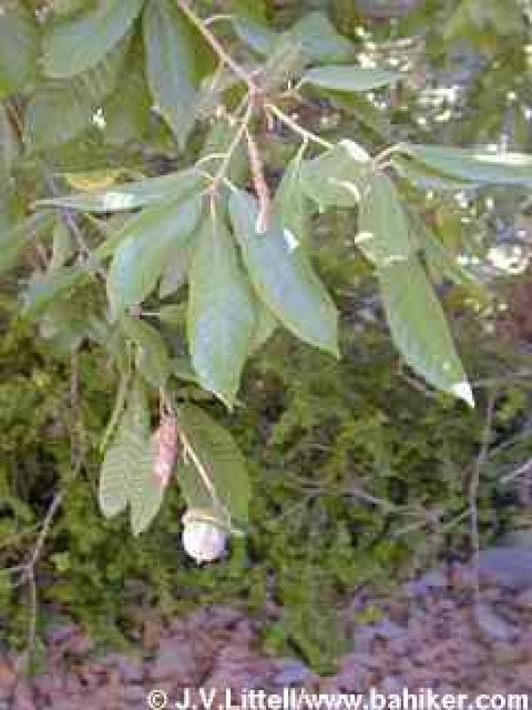 Tanoak photo