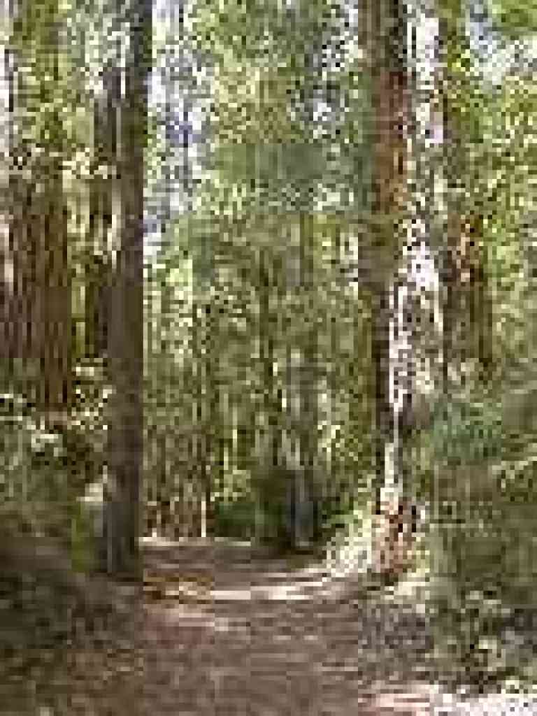 Sequioa Nature Trail 