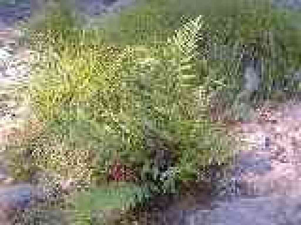 Giant chain fern