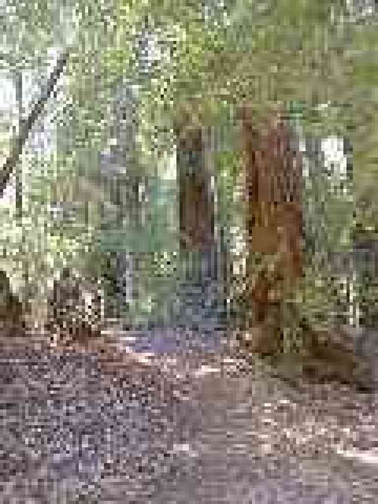 Among the redwoods
