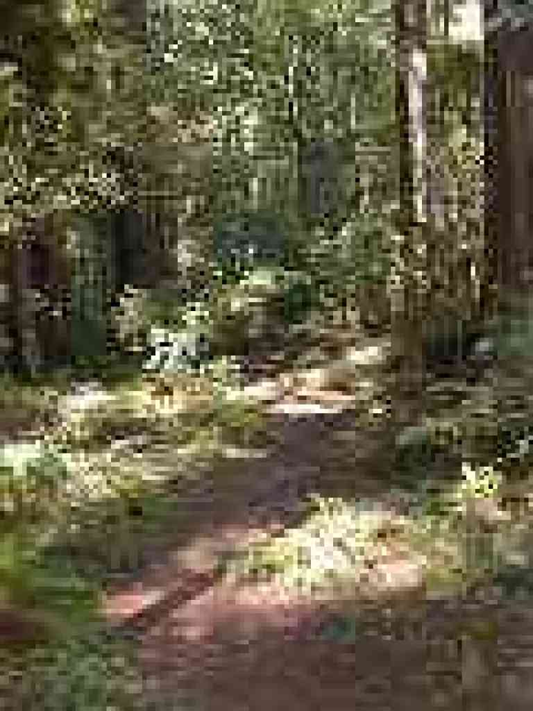 Forest floor