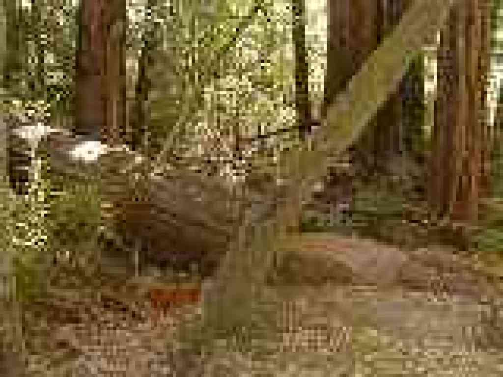 Trail hops over fallen redwood