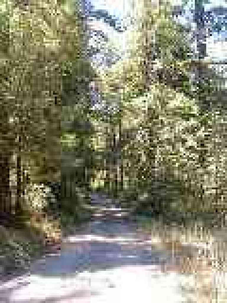 Bridge Trail