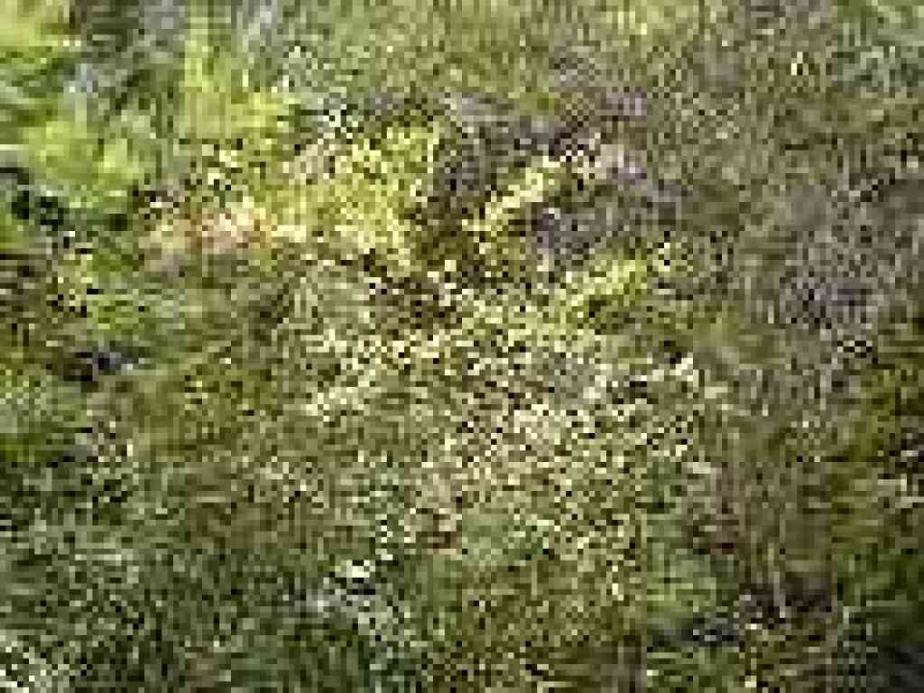 Creambush and hazelnut