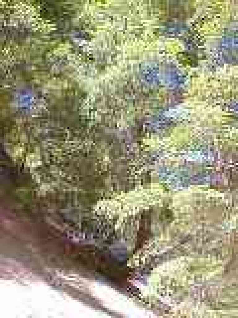 Redwood clinging to the hill