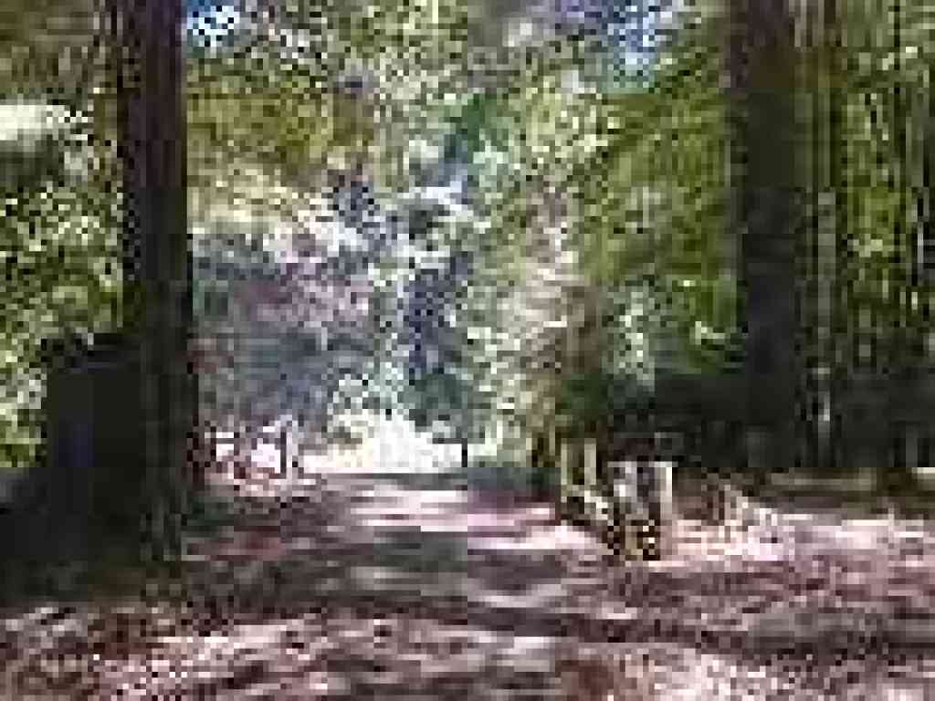 Near Iverson's Cabin site