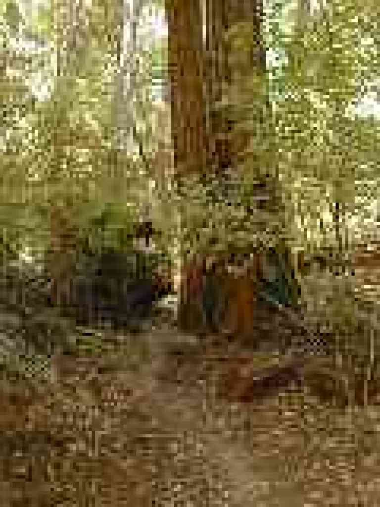 Around a redwood