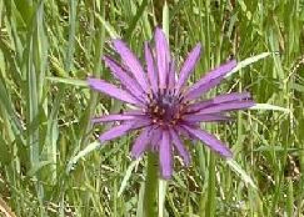 Salsify photo