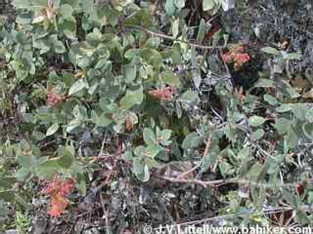 Manzanita berries