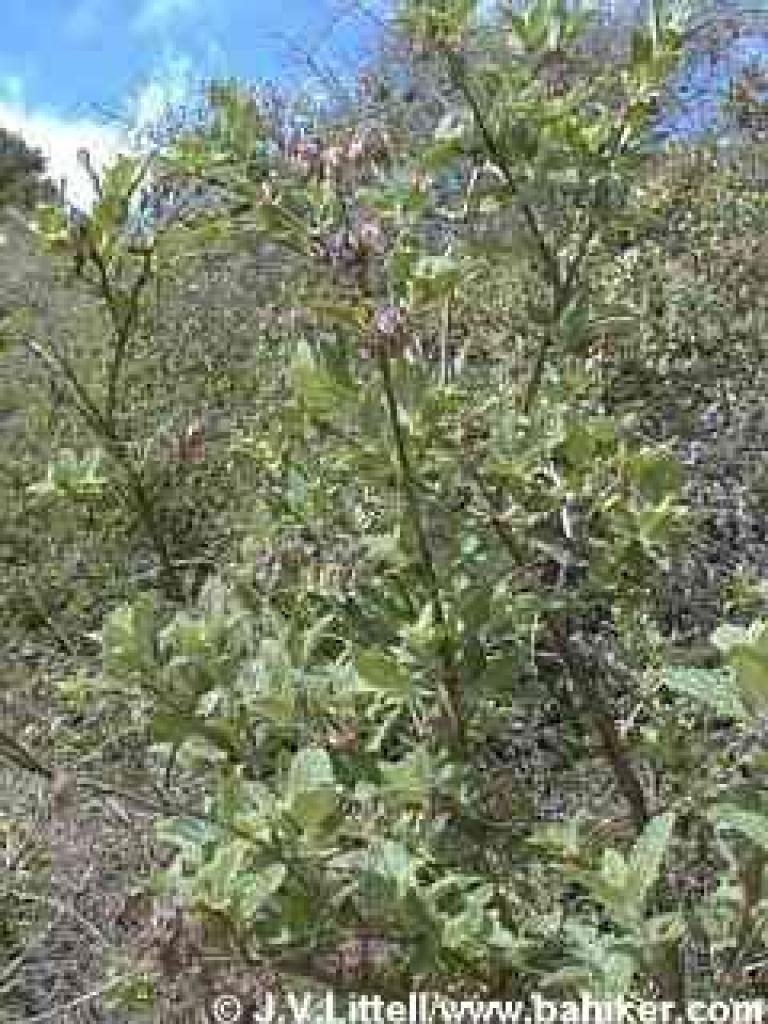 Pitcher sage photo