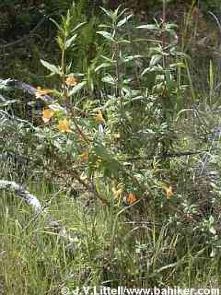 Monkeyflower in spring