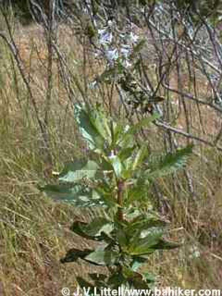 Yerba Santa