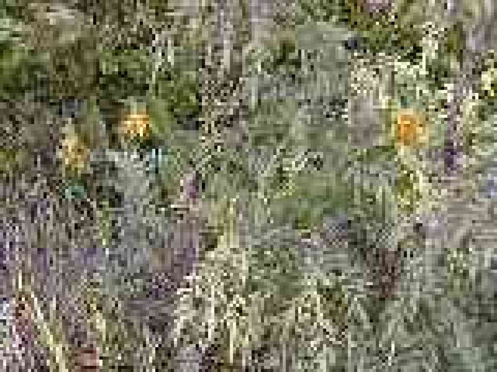 Mule ear sunflowers