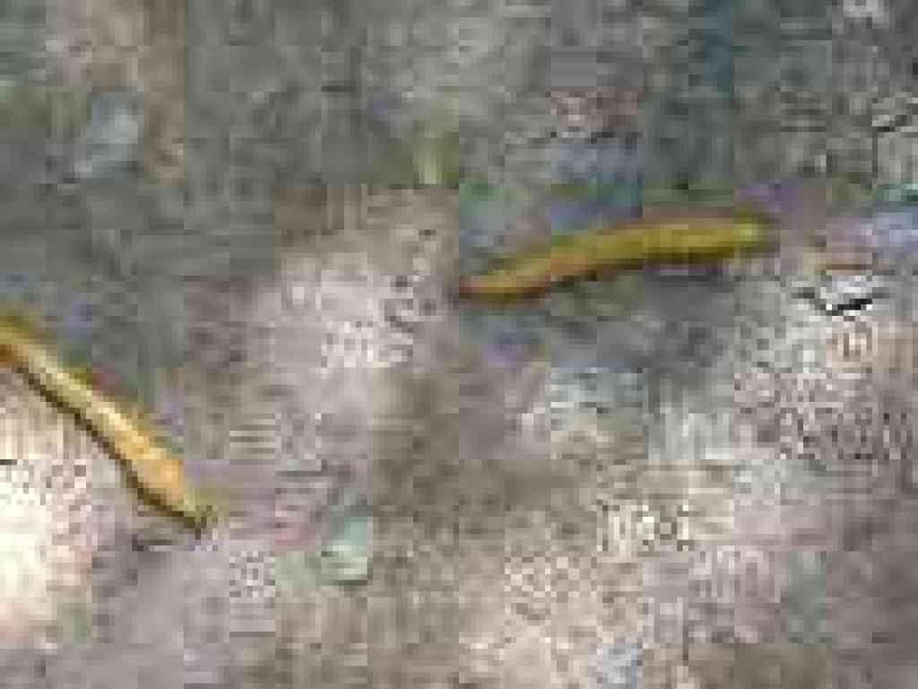 Banana slugs