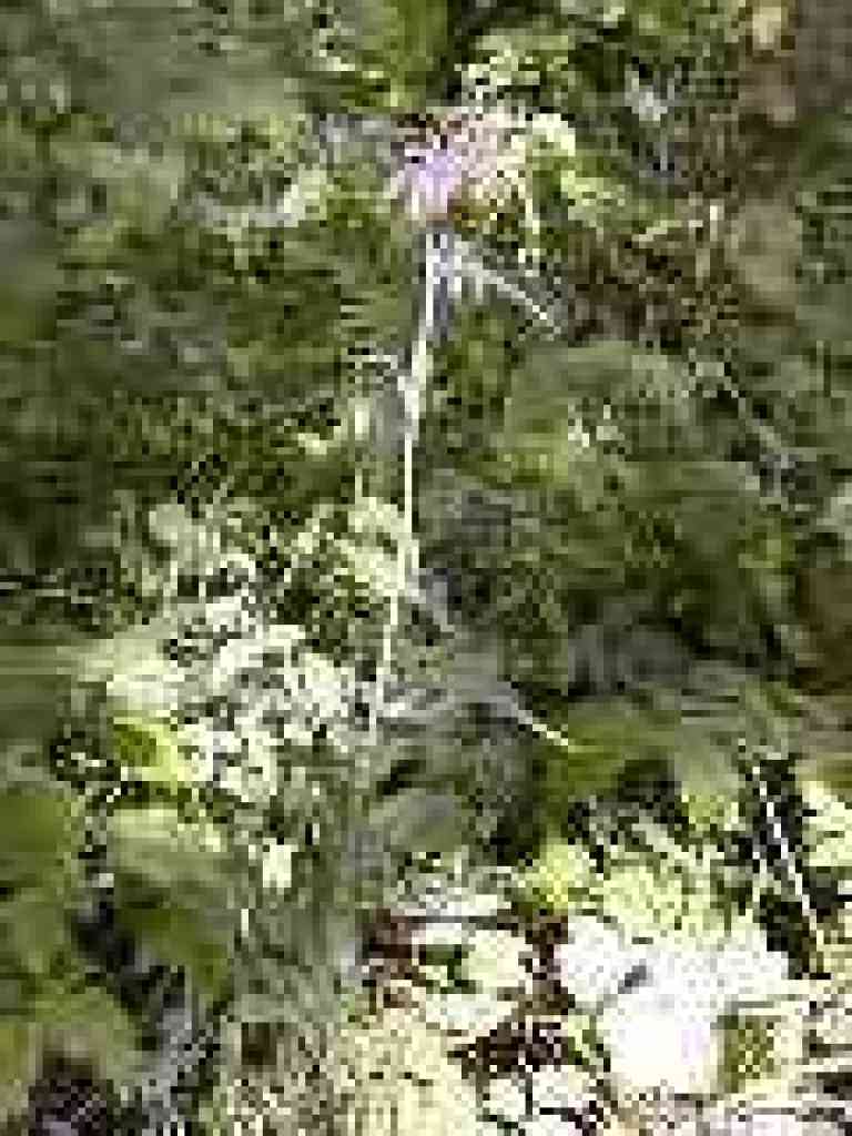 Mission bells