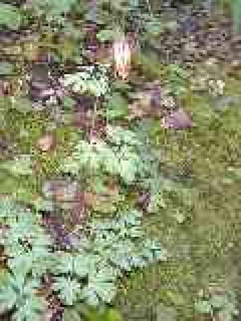 Meadowrue?