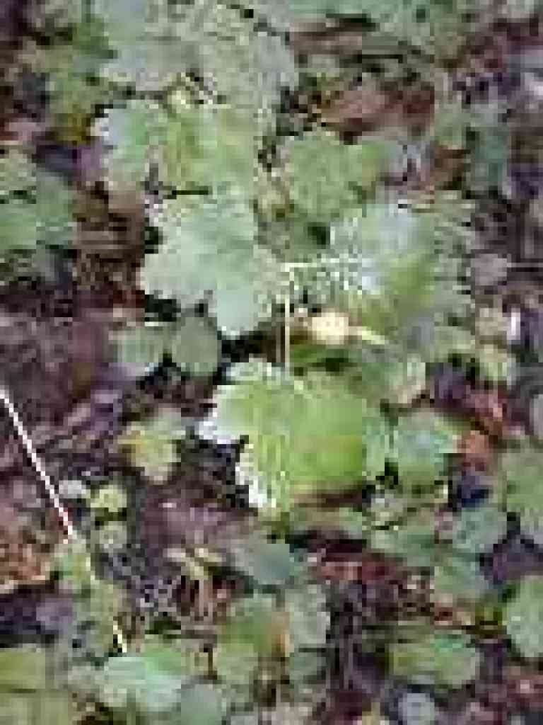 Gooseberry