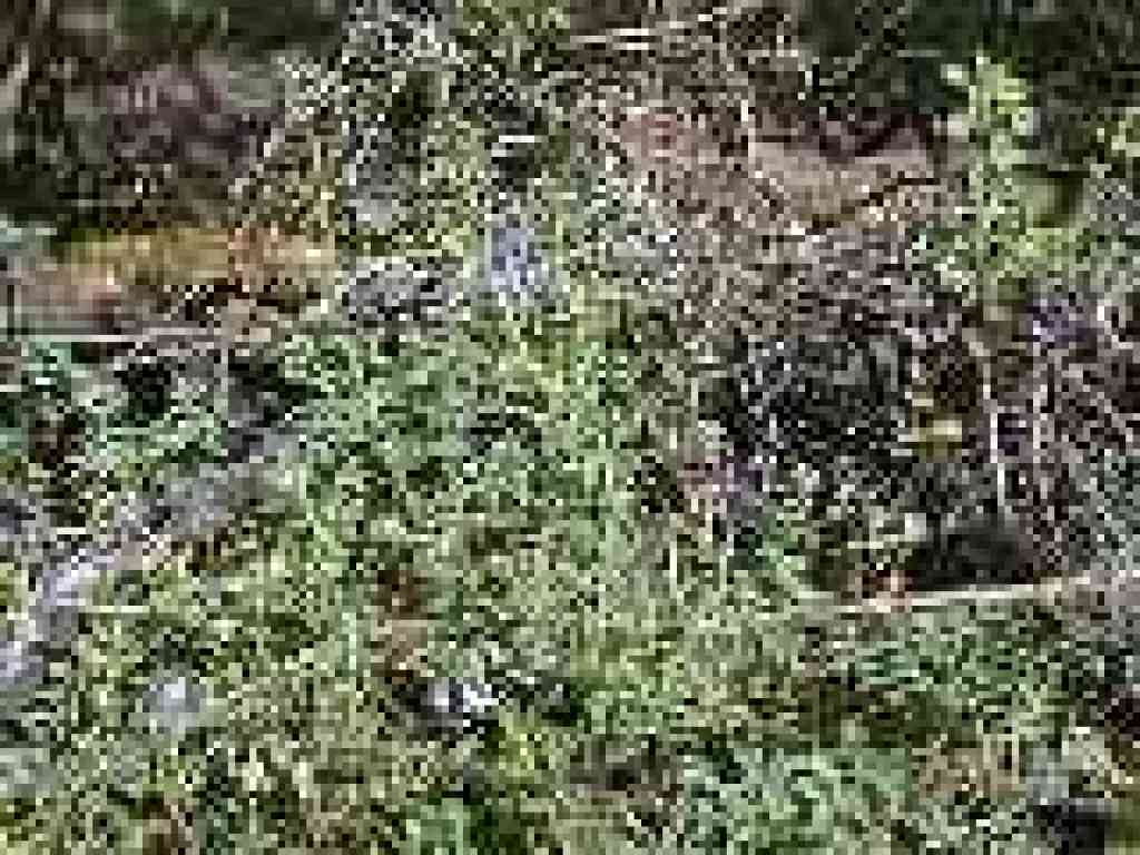 Blue witch nightshade