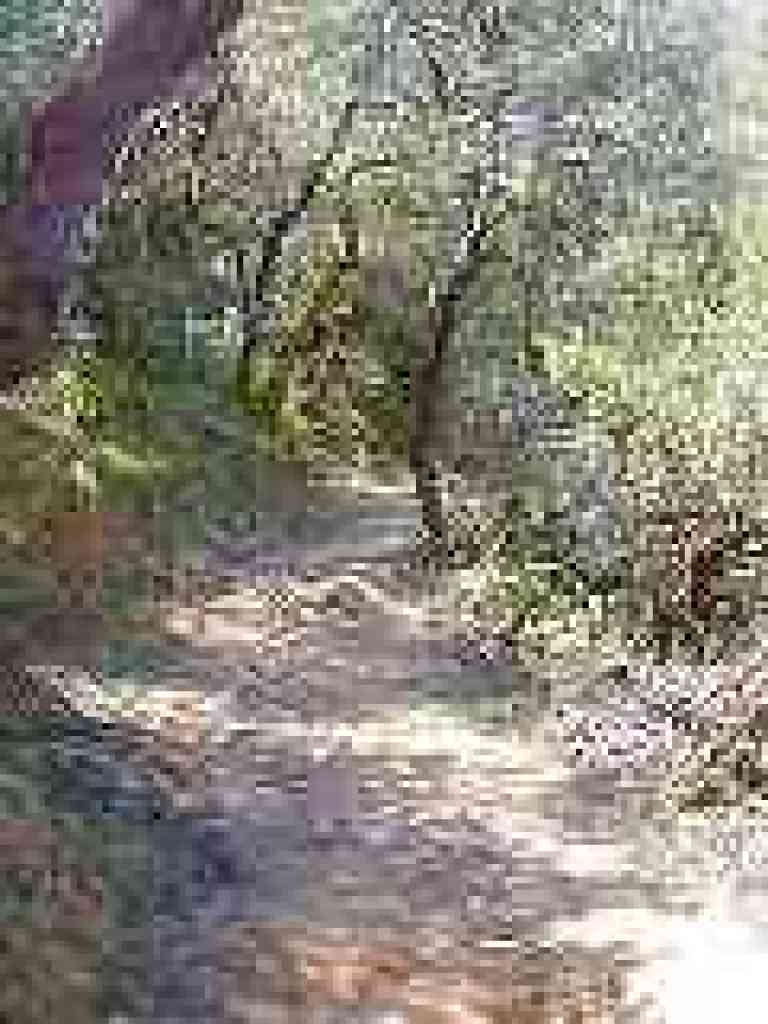 Madrones on trail