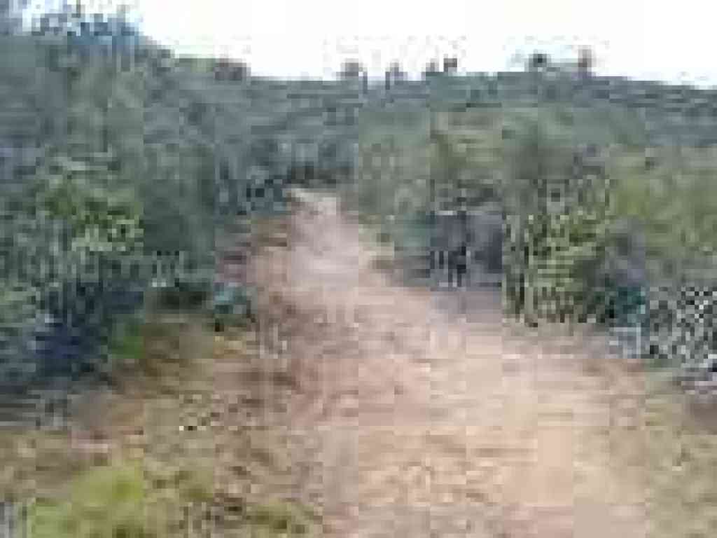 Trail lined with chamise and manzanita