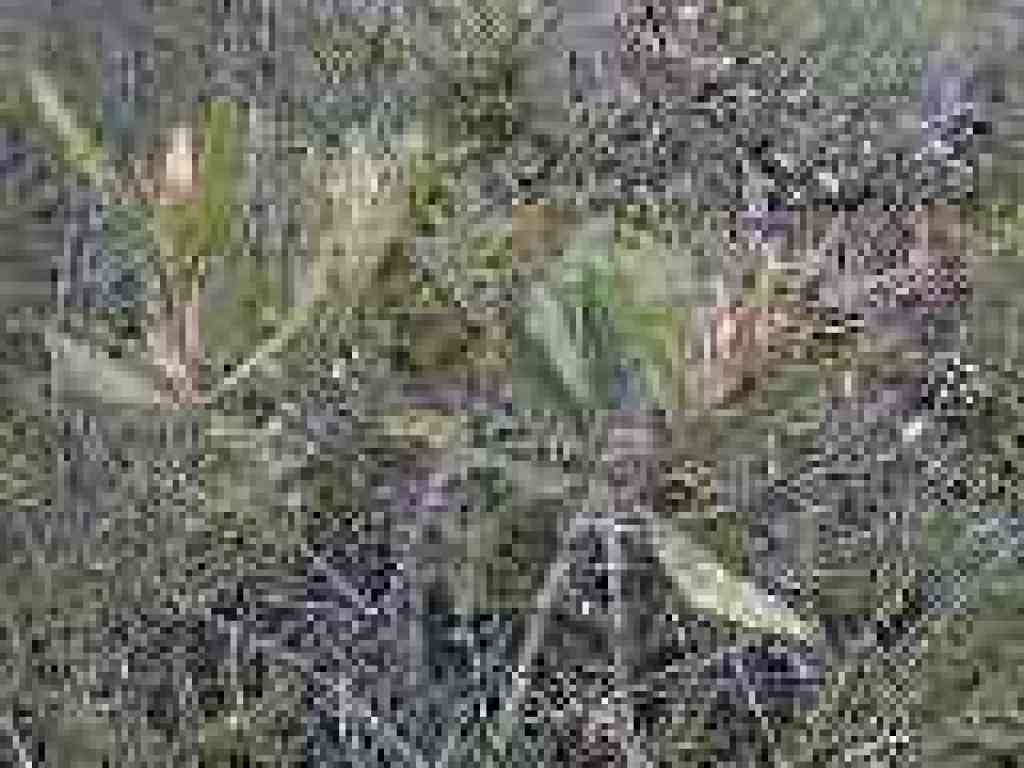 Toyon