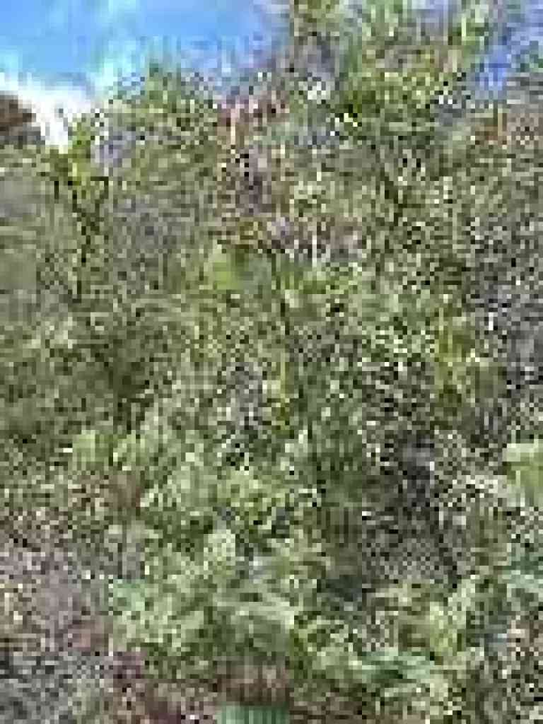 Pitcher sage