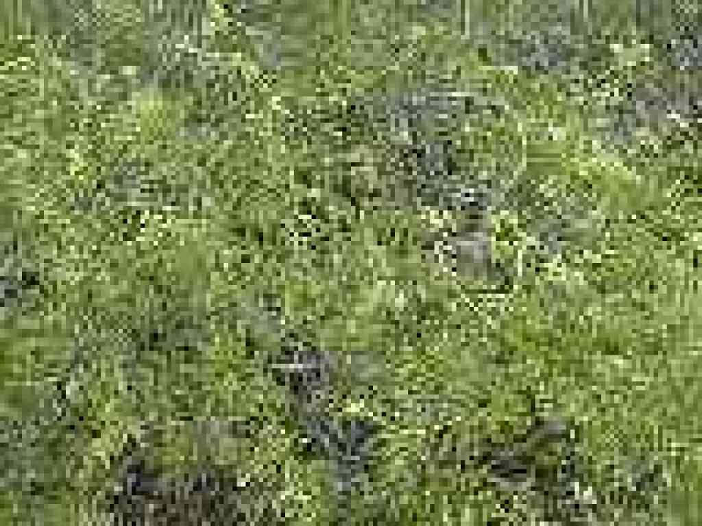 Elderberry