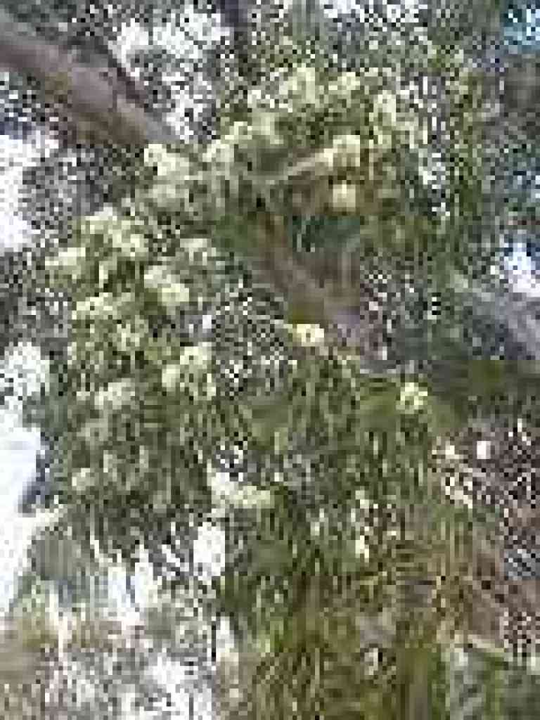 Eucalyptus