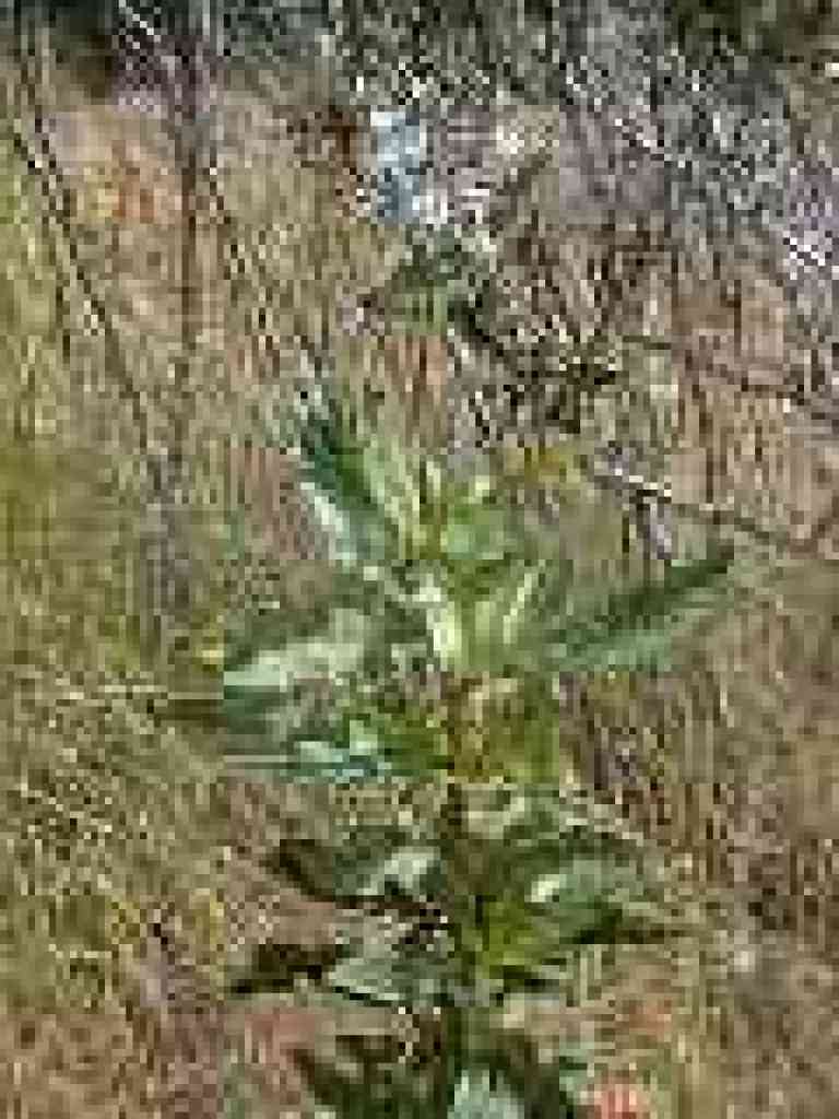 Yerba santa