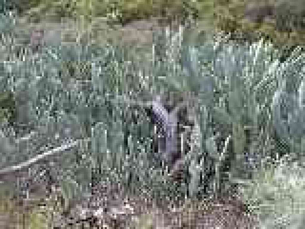 Cacti