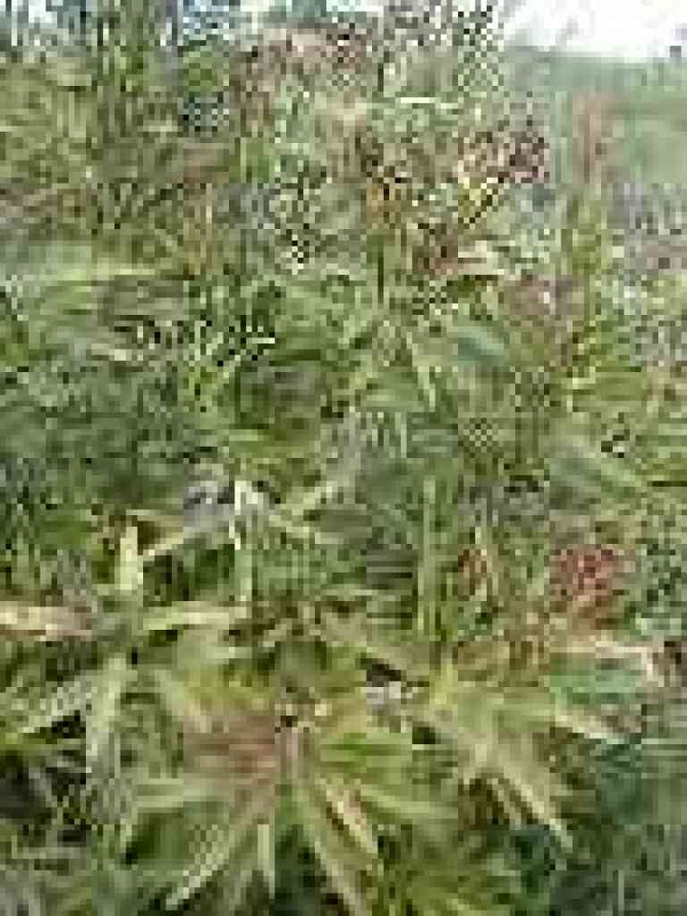 Oleander