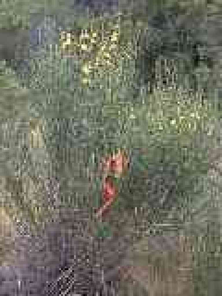 Broom, probably tagged for removal
