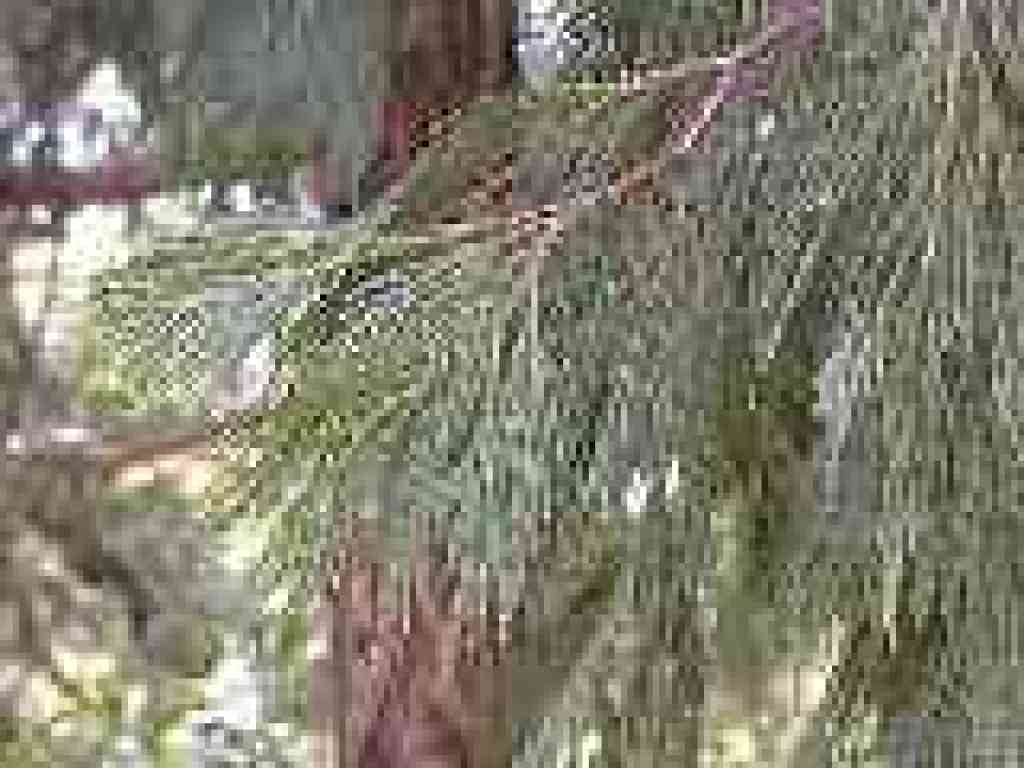 Cypress