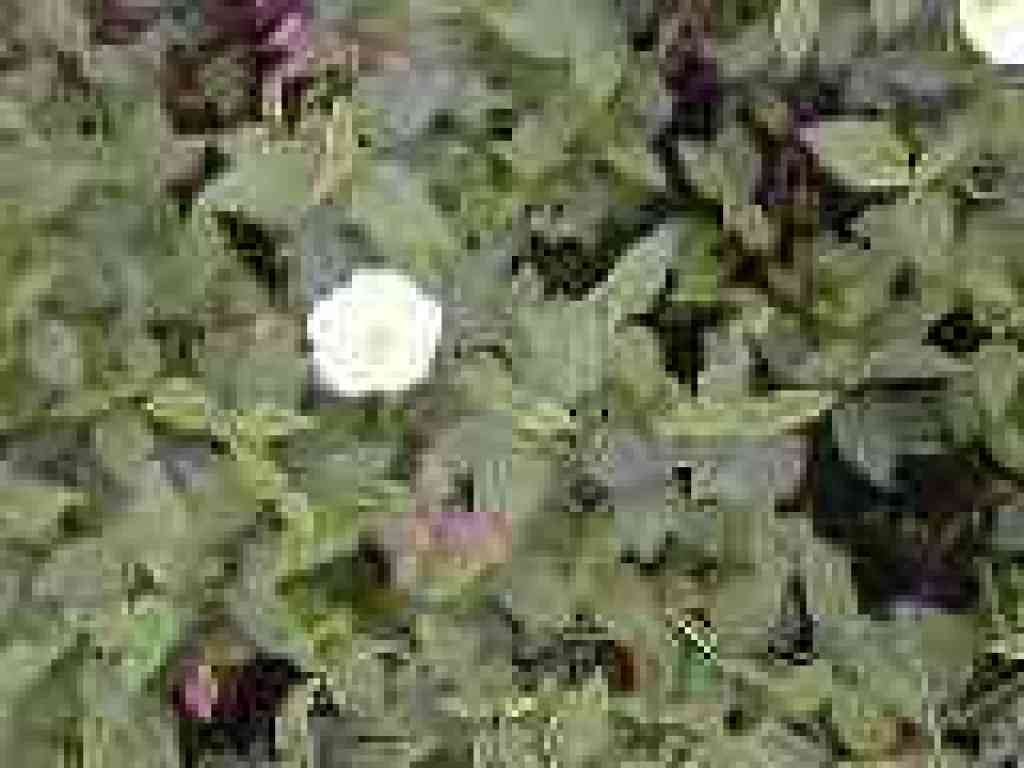 Unknown plant