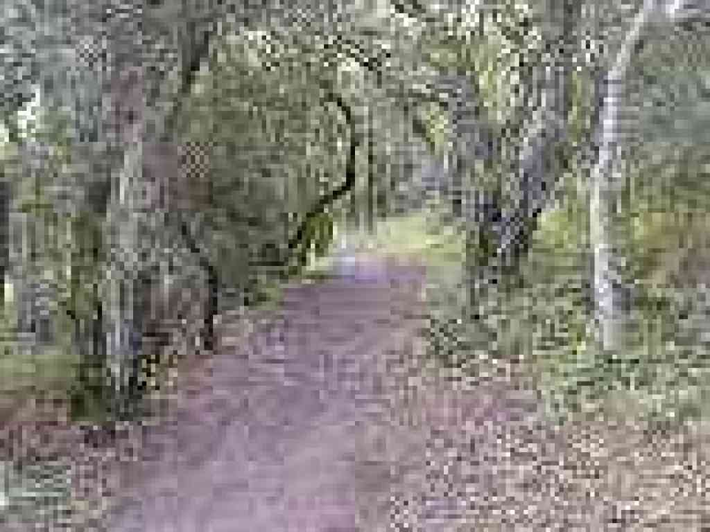 Descending through the trees