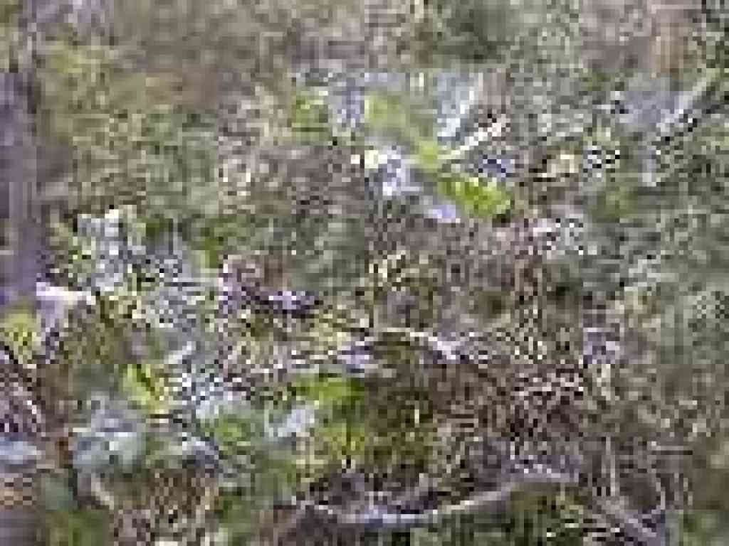 Oak leaves