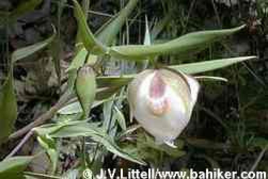 Fairy lanterns photo