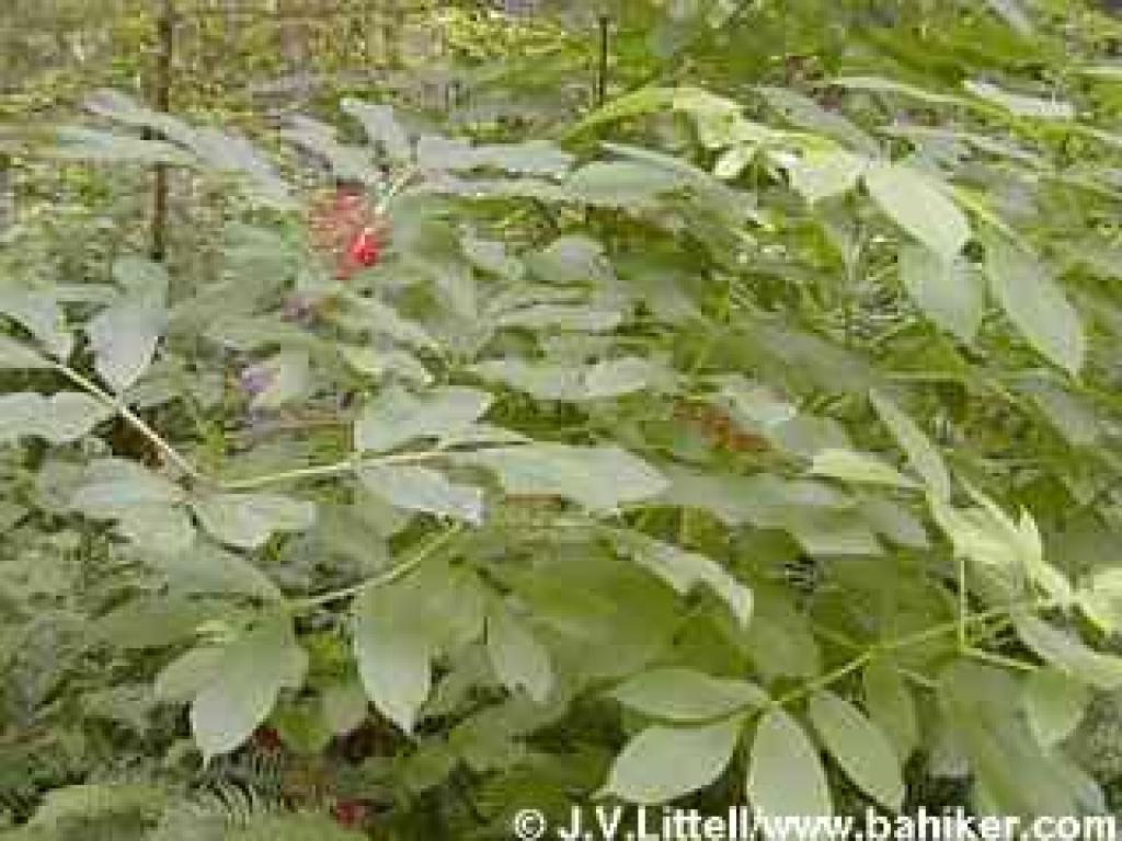 Red elderberry photo