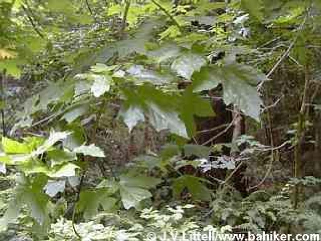 Big-leaf maple photo