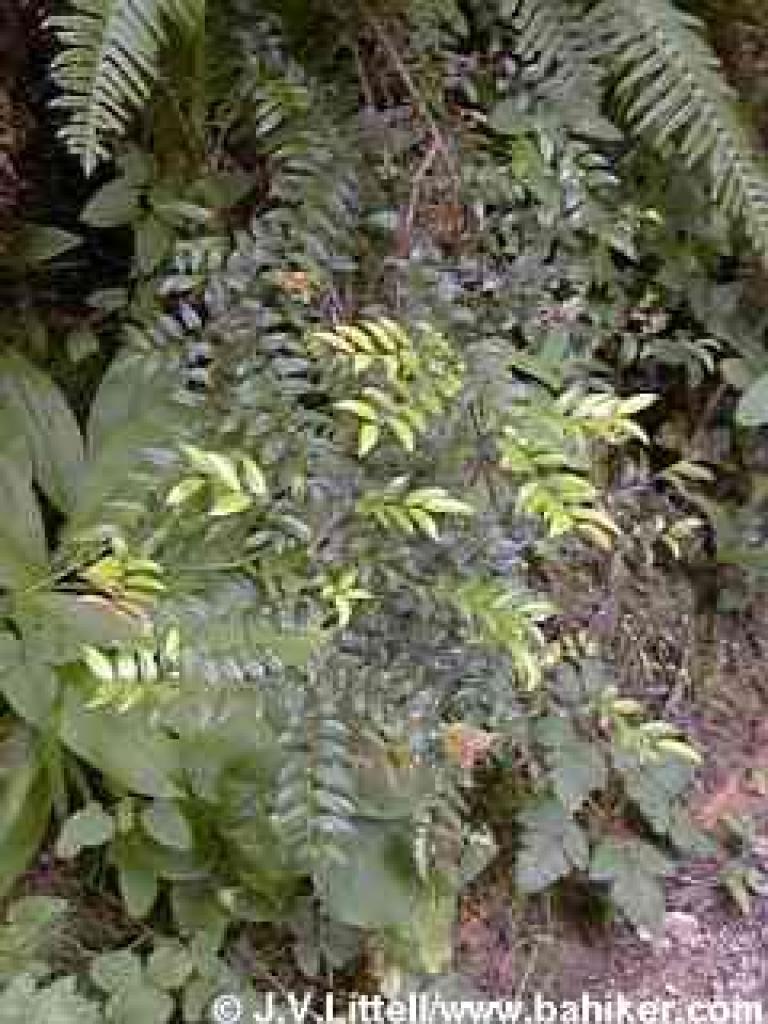 Huckleberry can often be found in shady areas