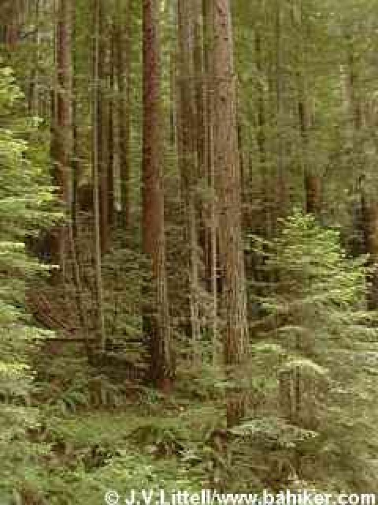 Redwood photo